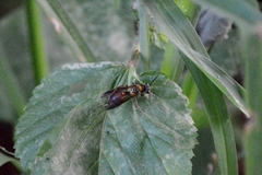 Polybia chrysothorax