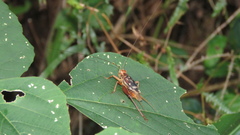Cardiodactylus novaeguineae
