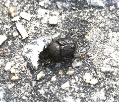 Onthophagus rectecornutus