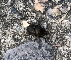 Onthophagus rectecornutus