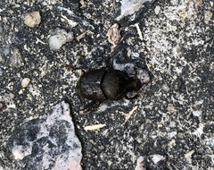 Onthophagus rectecornutus