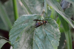 Polybia chrysothorax