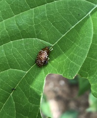 Asiophrida scaphoides