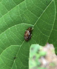 Asiophrida scaphoides