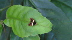 Choreutis xanthogramma