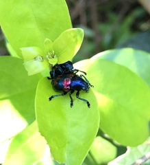 Platycorynus undatus