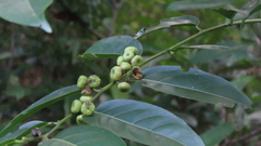 Glochidion lanceolatum