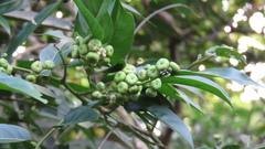 Glochidion lanceolatum