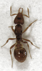 Strumigenys perplexa