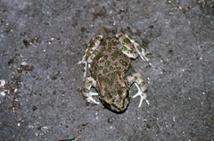 Bufotes viridis sitibundus