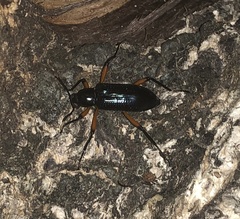 Strongylium erythrocephalum