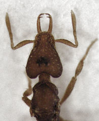 Strumigenys perplexa