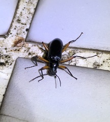 Strongylium erythrocephalum