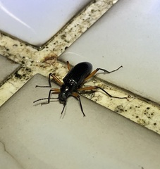 Strongylium erythrocephalum