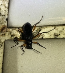 Strongylium erythrocephalum