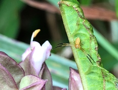 Ebrechtella pseudovatia