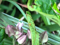 Ebrechtella pseudovatia