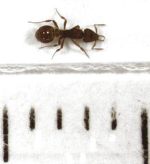 Strumigenys perplexa