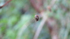Araneus ejusmodi