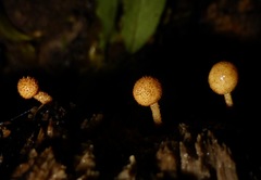 Tubariaceae