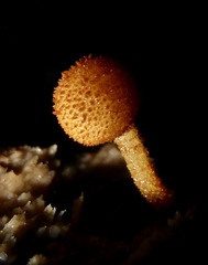 Tubariaceae