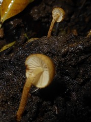 Tubariaceae