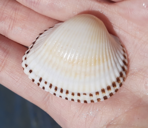 Kagoshima Blood Cockle