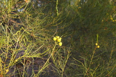 Acacia rigens