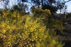 Acacia rigens