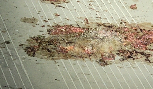 Amur Hedgehog