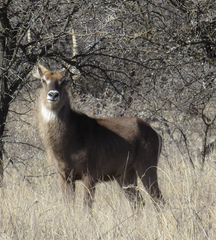 Kobus ellipsiprymnus ellipsiprymnus