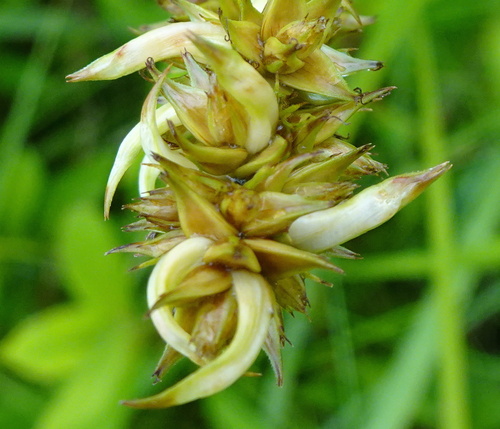 Dasineura inflata