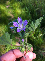 Malva nicaeensis