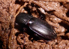 Holcaspis suteri