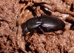 Holcaspis suteri