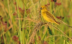 Anomalospiza imberbis