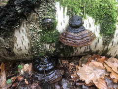 Fomes fomentarius