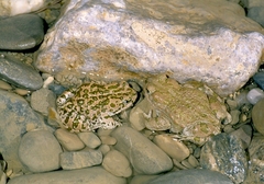 Bufotes pewzowi
