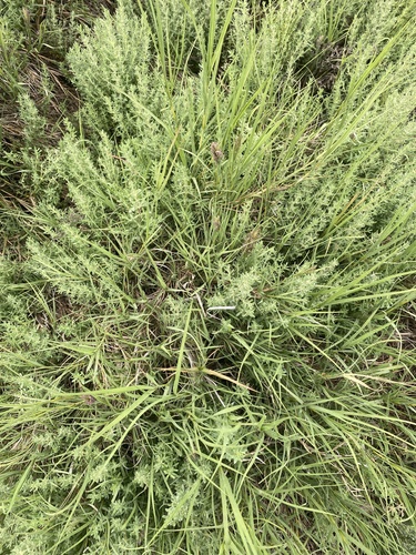 iNaturalist observation photo of Saltgrass