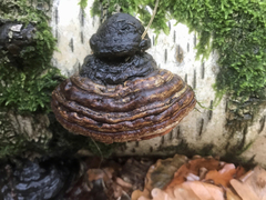 Fomes fomentarius