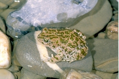 Bufotes pewzowi