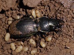 Megadromus antarcticus