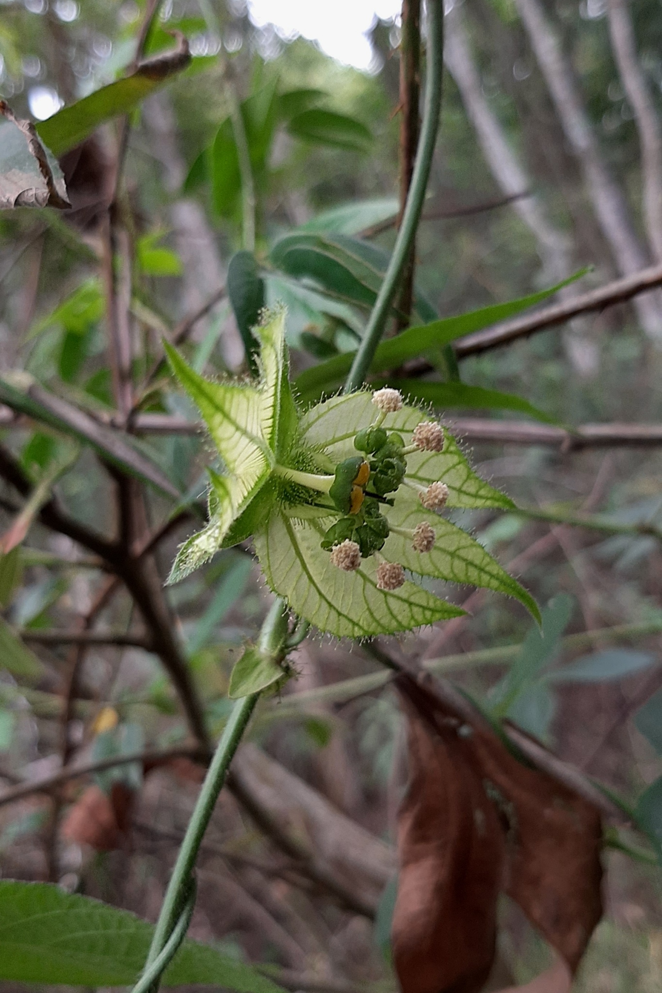 Dalechampia stipulacea