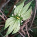 Dalechampia brasiliensis - Photo (c) Yoannis Domínguez, some rights reserved (CC BY-NC), uploaded by Yoannis Domínguez