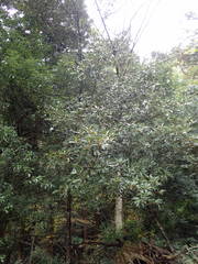 Neolitsea sericea