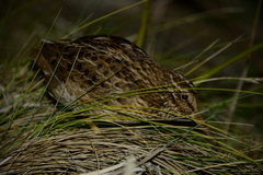 Coenocorypha pusilla