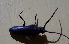 Crinarnoldius xavieri