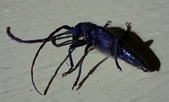 Crinarnoldius xavieri