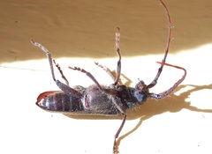 Crinarnoldius xavieri