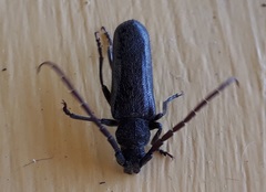 Crinarnoldius xavieri